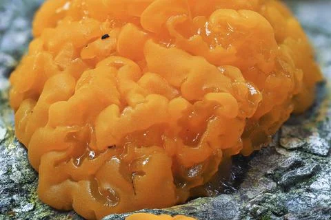 The Yellow Brain (Tremella mesenterica) is an inedible mushroom Stock Photos
