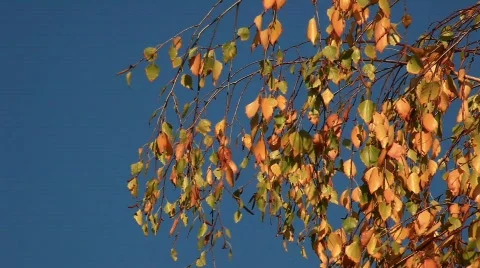 Yellow Branch In The Wind  Stock Footage 570092