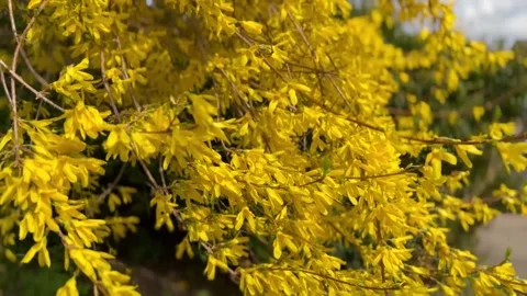 Yellow branches of blooming Korean spring flowers forsyth Hiana to the wind Stock Footage 239529139
