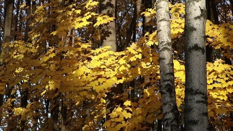 Yellow branches of a maple forest Stock Footage 104582796