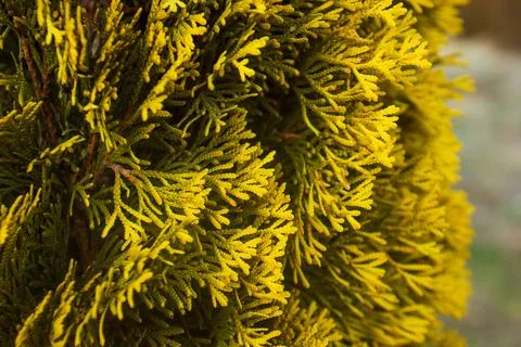 Yellow branches of a tree on abstract background Stock Photos