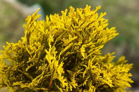 Yellow branches of a tree on abstract background Stock Photos