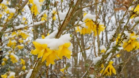 Yellow branches under the snow in a spring garden.Spring weather. Stock Footage 168567340