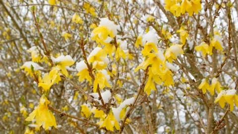 Yellow branches under the snow in a spring garden.Spring snow. Stock Footage 168567346