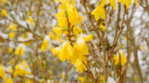 Yellow branches under the snow.Blooming  tree in a snowy spring garden. Stock Footage 168567270