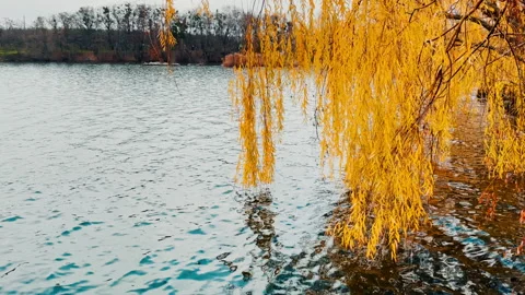 Yellow branches of weeping willow hanging over the river.  Stock Footage 221555547