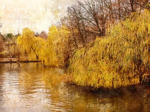 Yellow branches of the willow tree over the pond. Empty Autumn city park. The Stock Photos