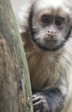 Yellow Breasted Capuchin Stock Photos