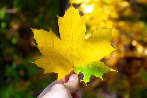 Yellow bright colored leaf in man's hand. Autumn concept Stock Photos