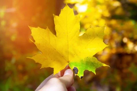 Yellow bright colored leaf Stock Photos