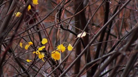 Yellow bright leaves on a tree against a background of gray damp branches in Stock Footage 291680344