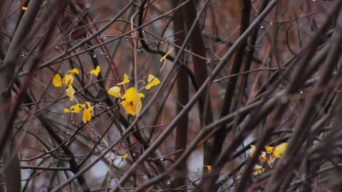Yellow bright leaves on a tree against a background of gray damp branches in Video stock 309918392