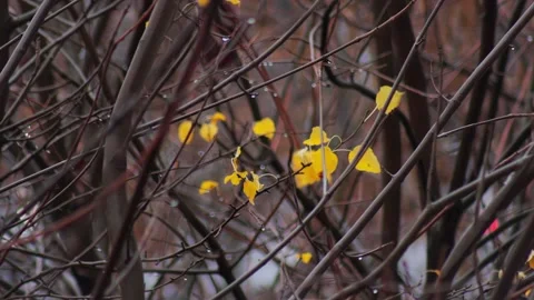 Yellow bright leaves on a tree against a background of gray damp branches in Video stock 310939126