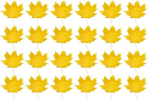 Yellow bright pattern of autumn maple leaves for decoration Stock Illustration
