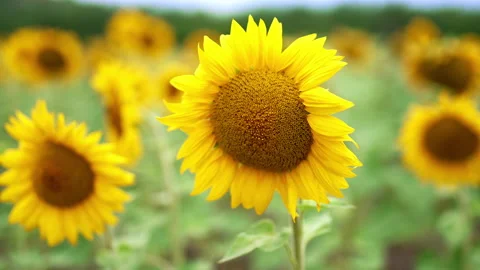 Yellow bright sunflower with tender petals fluttering in the wind. Stock Footage 212107853
