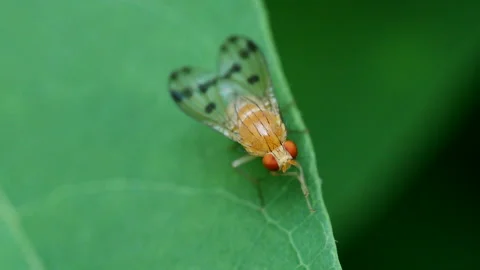 Yellow Bristly Fruit Fly Stock Footage 197679149