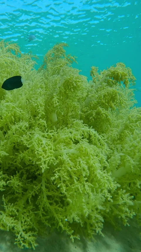 Yellow Broccoli or Broccoli Soft coral, Litophyton arboreum on sandy seabed Stock Footage 344980075