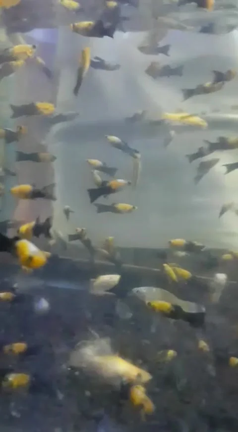 Yellow broom fish and small fish Stock Footage 171180975