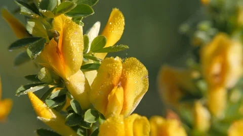 Yellow broom flowers. Stock Footage 111153683