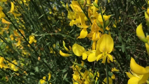 Yellow broom flowers, selective focus close up on blurred background Stock Footage 155167526