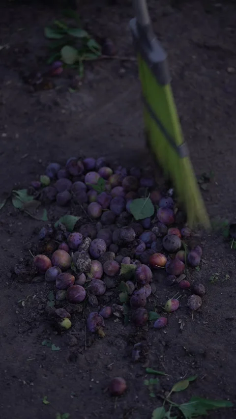 Yellow broom sweeps a large pile of fallen purple plums mixed with leaves Stock-Footage 342078076