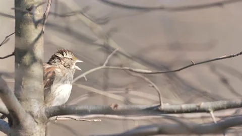 Yellow Browed Sparrow Perched on a Tree on a Windy Day Stock Footage 232164695