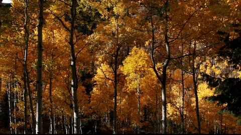 Yellow &amp; Brown Aspens Backlight Stock Footage 105047743
