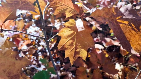Yellow-brown leaf on branch brightly lit by the sun and swaying from strong wind Stock Footage 223429631