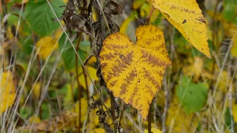 Yellow-brown leaf of young linden close-up Stock Footage 141245595