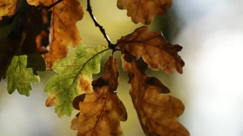 Yellow-brown oak leaves Stock Footage