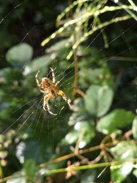 Yellow-Brown Spider Resting in Web Foto stock