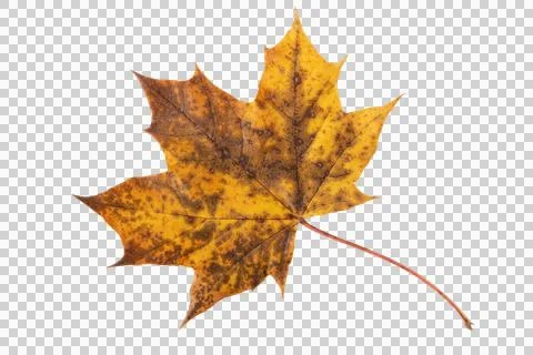 Yellow with brown spots maple leaf isolated transparent png Stock Photos