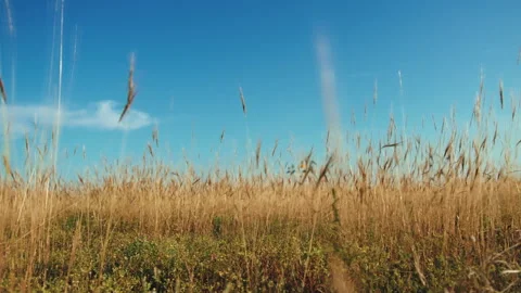 Yellow brush blowing in the wind Stock Footage 243738476