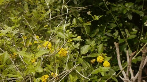 Yellow Brush Flowers With Dolly Stock Footage 12015378