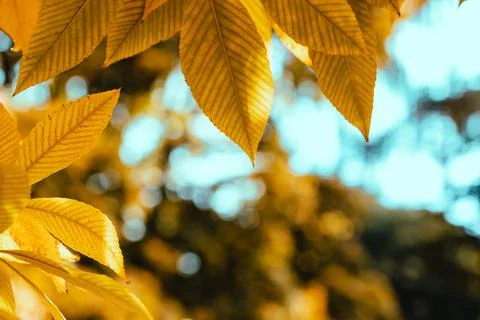 Yellow buckeye tree Stock Photos