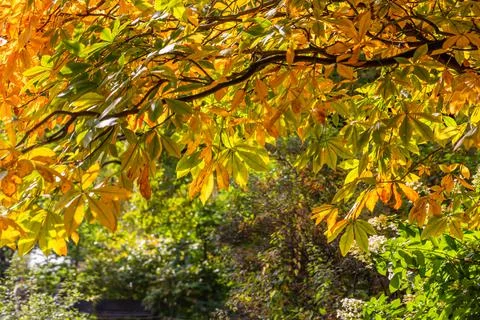 Yellow buckeye tree Stock Photos