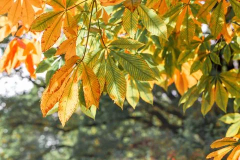 Yellow buckeye tree Foto stock