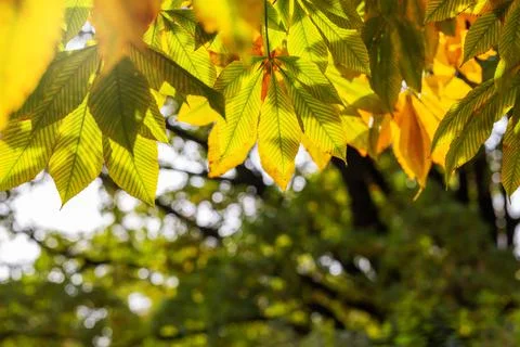 Yellow buckeye tree Stock Photos