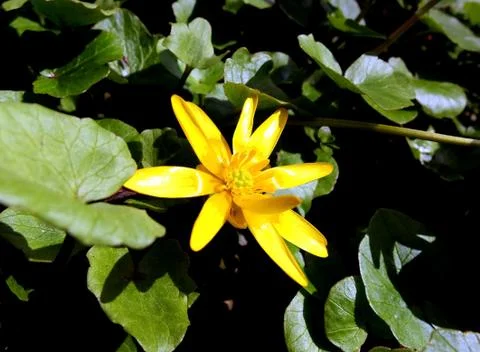 Yellow bud of spring flower Foto stock