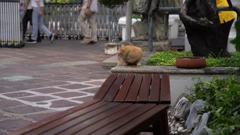 Yellow Buddhist Cat 스톡 동영상 259705017