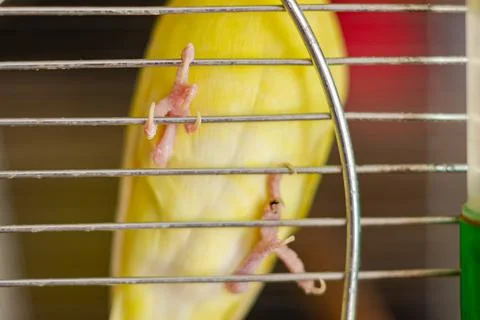 Yellow budgerigar in a cage. Bird in captivity, parrot breeding. Stock Photos