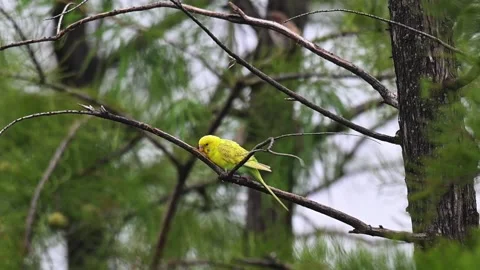 Yellow Budgerigar Parakeet Perched on Tree Branch in Natural Forest Stock Footage 330832505