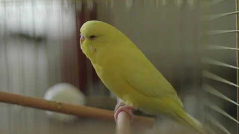 Yellow Budgerigar Parakeet Resting Inside Its Cage 스톡 동영상 336628163