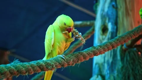 Yellow budgerigar parrot eats grain sitting in on rope in aviary zoo. 스톡 동영상 281555708