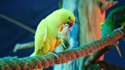 Yellow budgerigar parrot eats grain sitting in on rope in aviary zoo. Holds food Video stock 281633262
