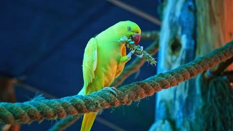 Yellow budgerigar parrot eats grain sitting in on rope in aviary zoo. Holds.. Stock Photos
