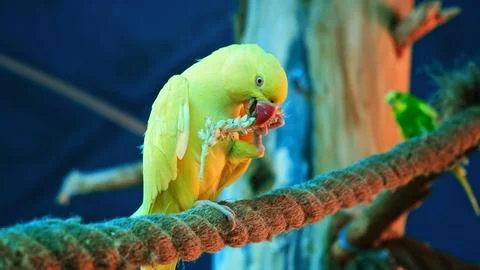 Yellow budgerigar parrot eats grain sitting in on rope in aviary zoo. Holds.. Stock Photos