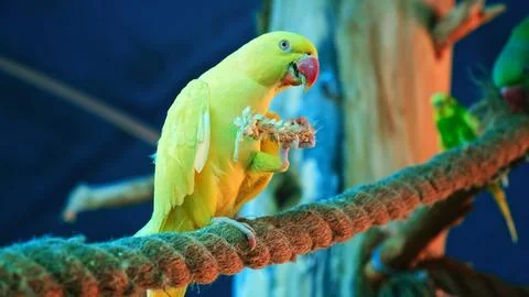 Yellow budgerigar parrot eats grain sitting in on rope in aviary zoo. Holds.. Stock Photos