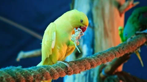 Yellow budgerigar parrot eats grain sitting in on rope in aviary zoo. Holds.. Foto stock