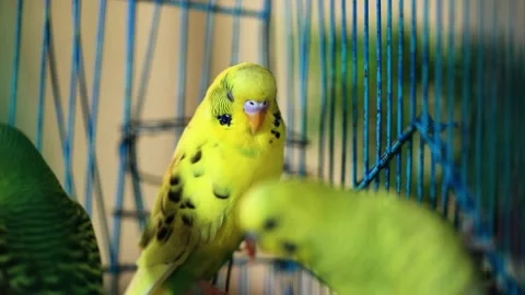 Yellow budgerigar parrot looking at camera, extreme close up shoot. Stock Footage 238828228